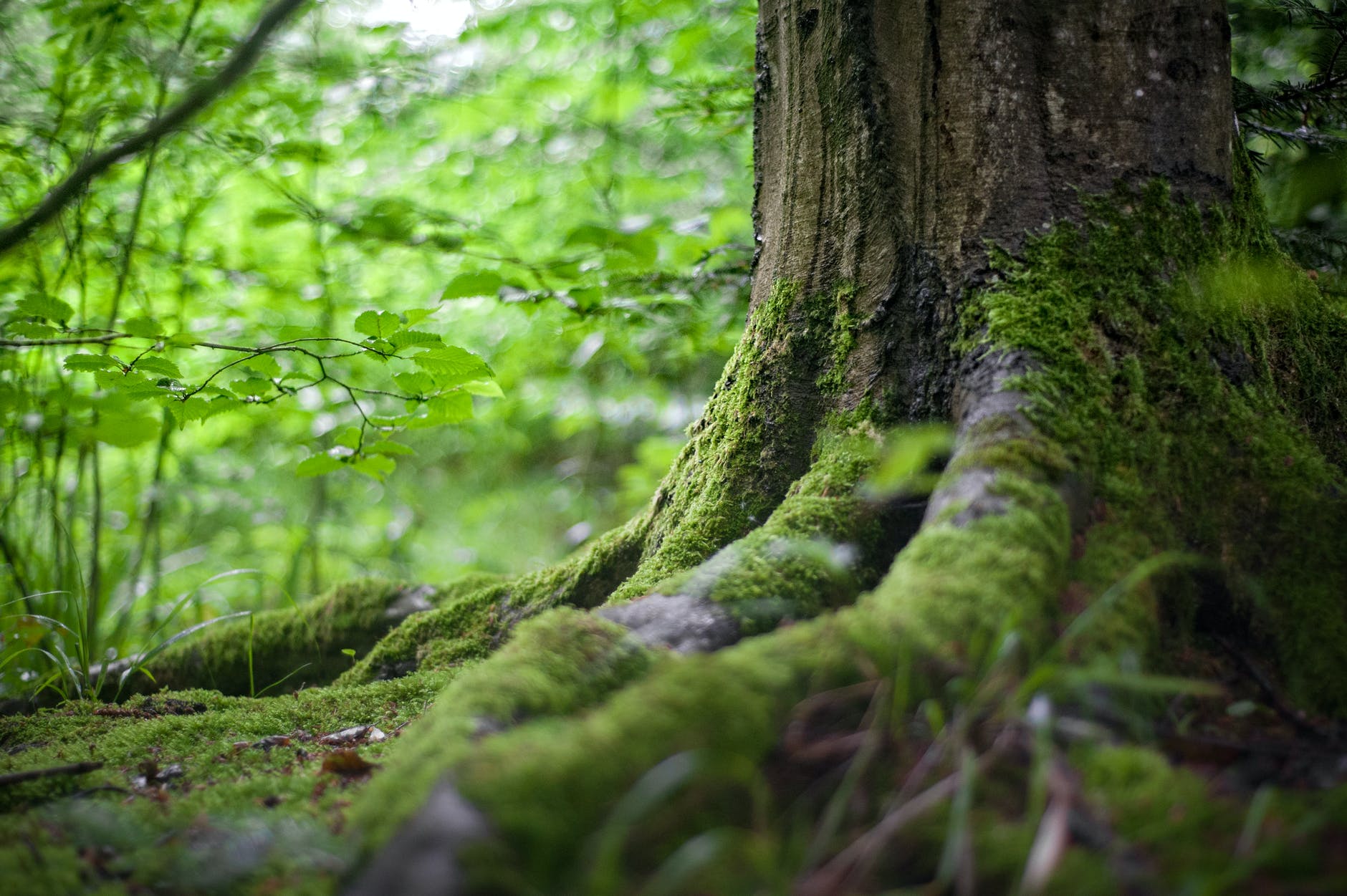 green tree near green plants