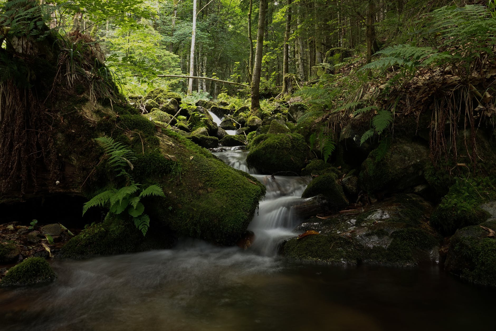 wood landscape nature water