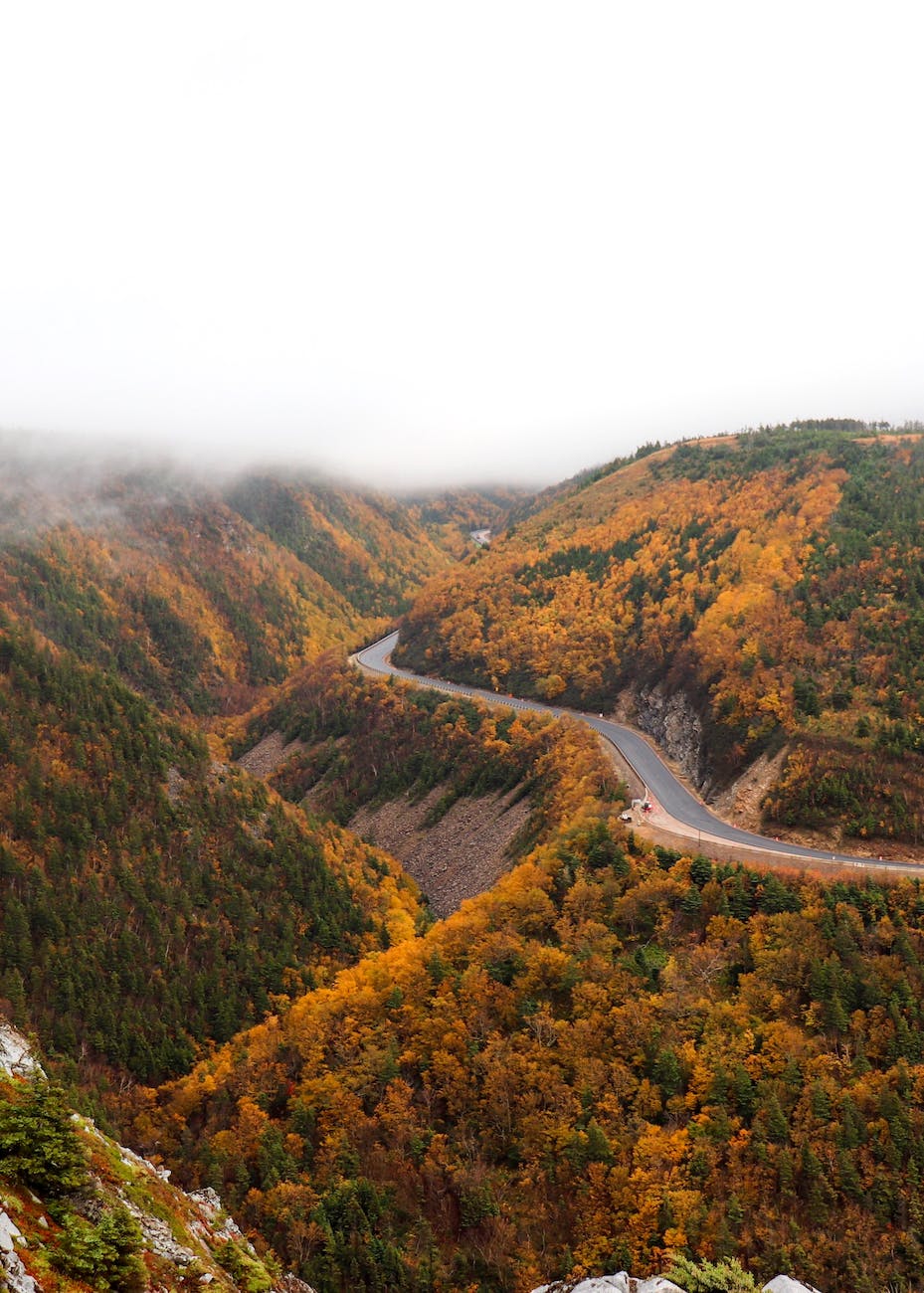 aerial view of road between trees